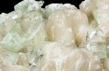 Bargain Zoned Apophyllite Crystals on Stilbite - India #44386-2